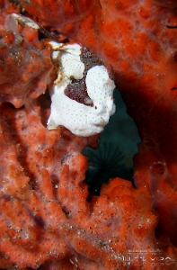Philippines 2023 - Anilao - DSC06499 Warty frogfish  Antennaire tachete  Antennarius maculatus